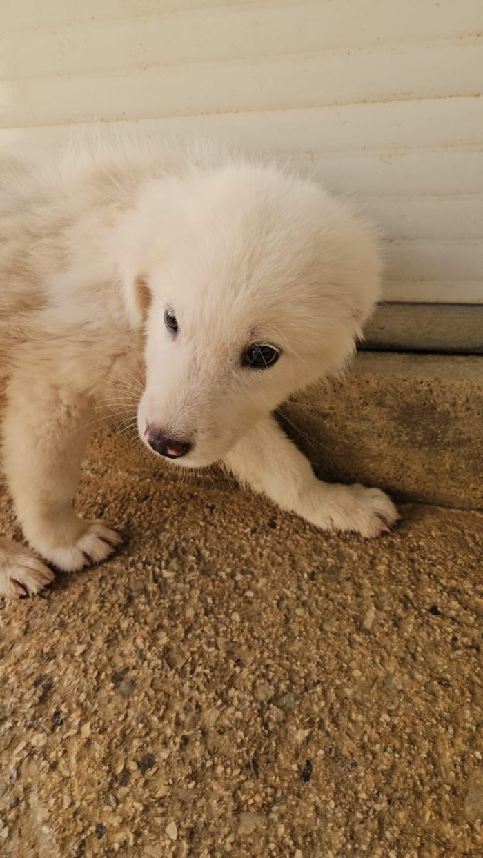 Nuvola splendida cucciolotta cerca casa