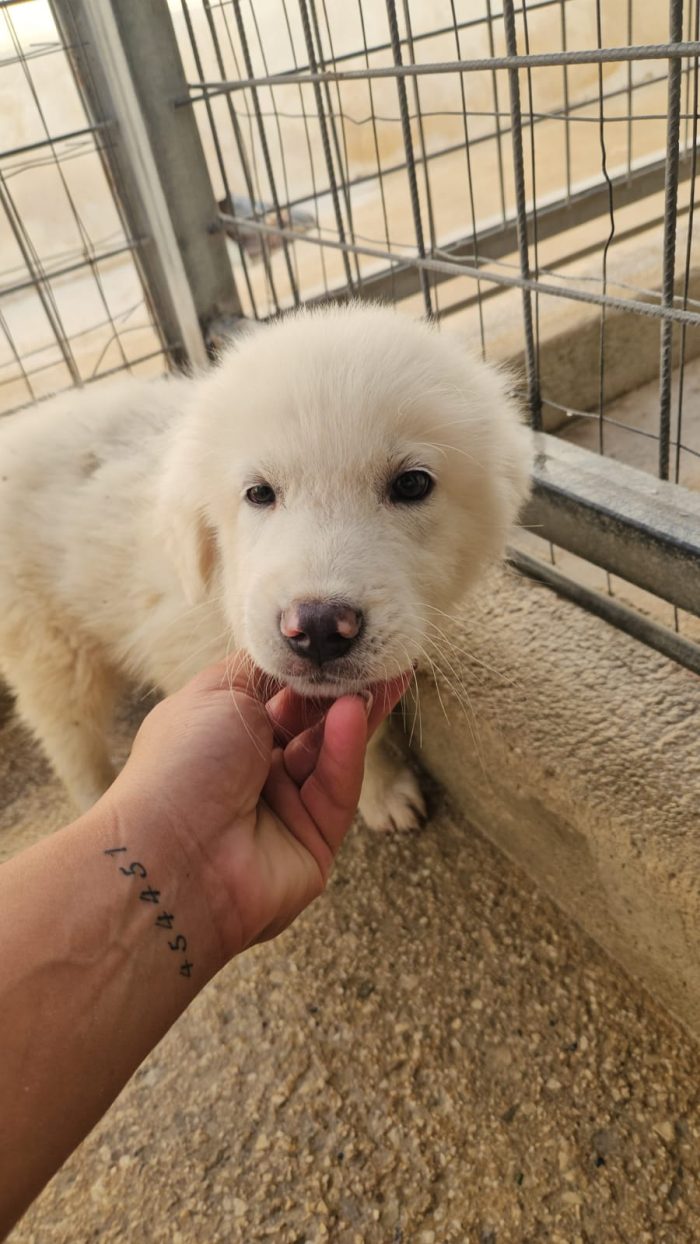 Nuvola splendida cucciolotta cerca casa