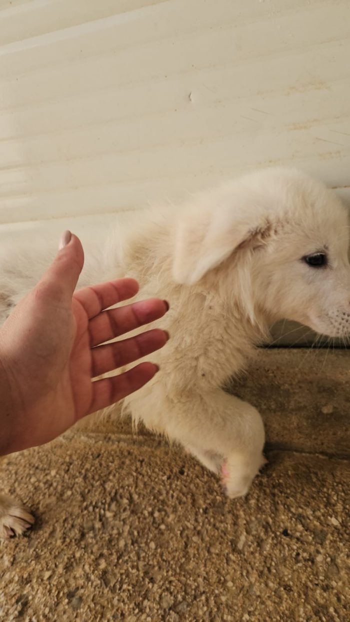 Nuvola splendida cucciolotta cerca casa