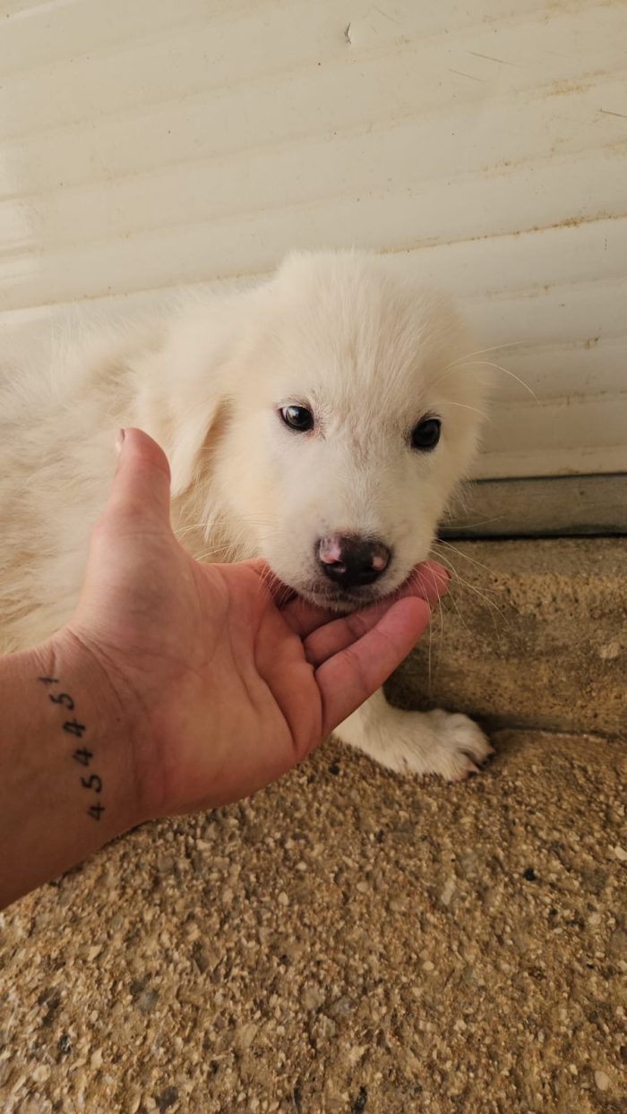 Nuvola splendida cucciolotta cerca casa - media 4