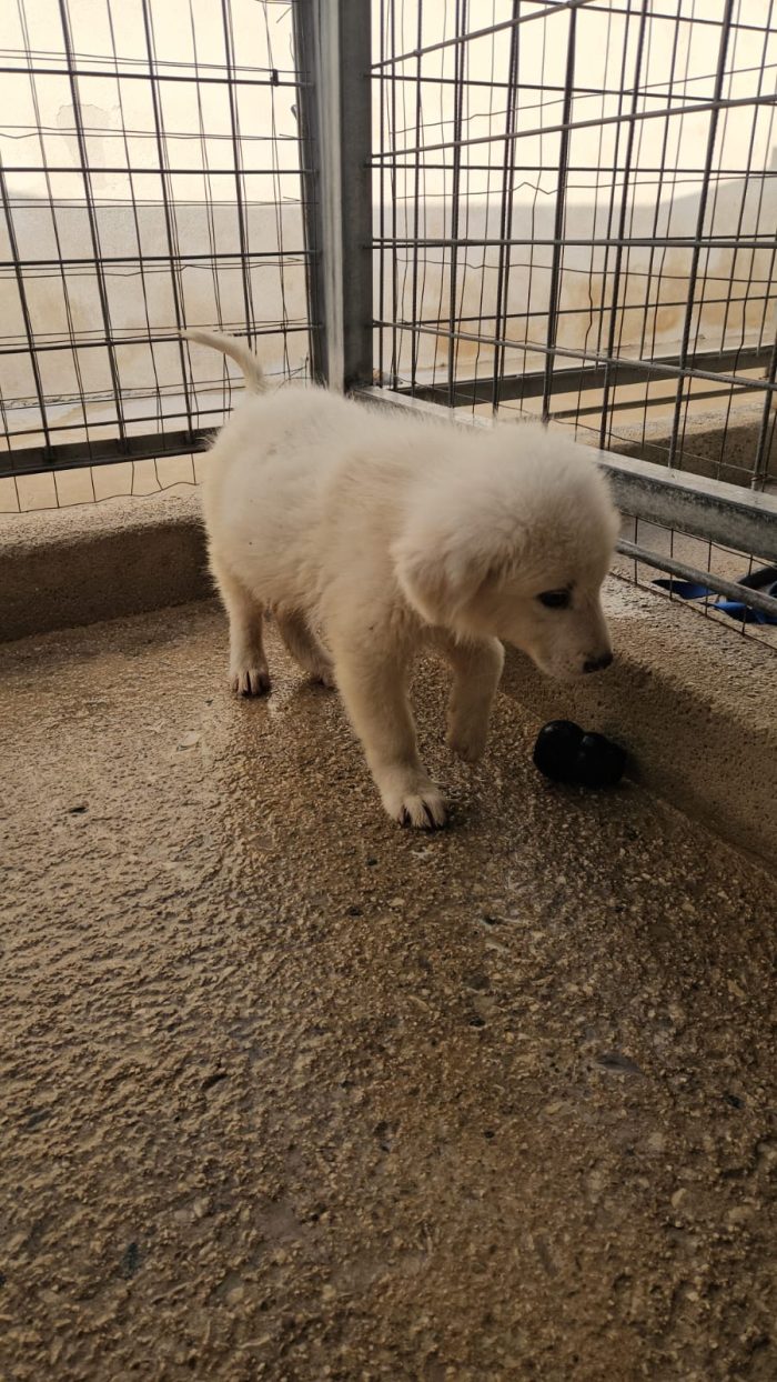 Nuvola splendida cucciolotta cerca casa - media 5