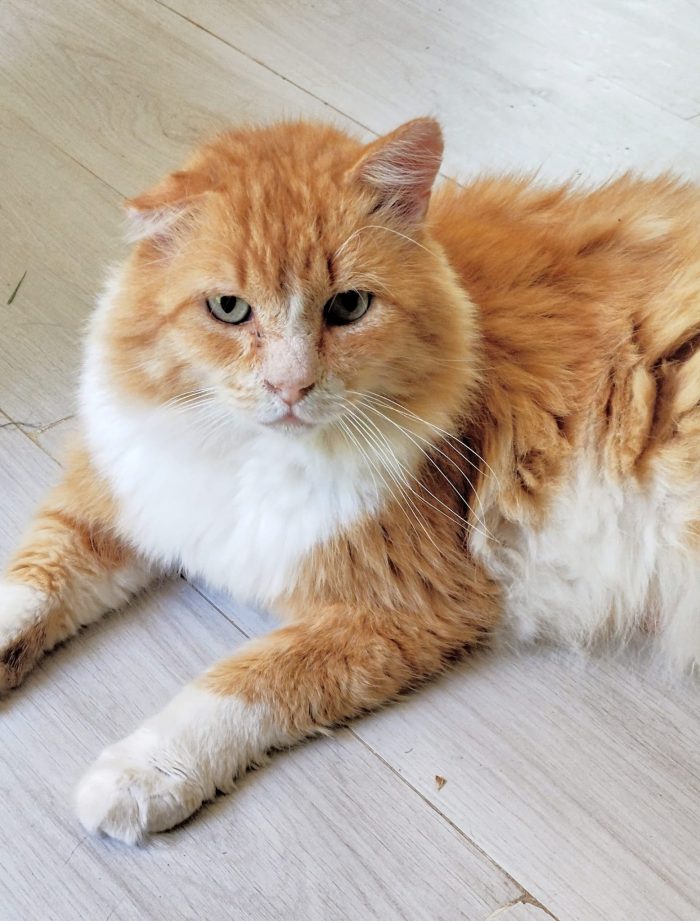 MICIO.DI 7 ANNI R/B CERCA CASA!