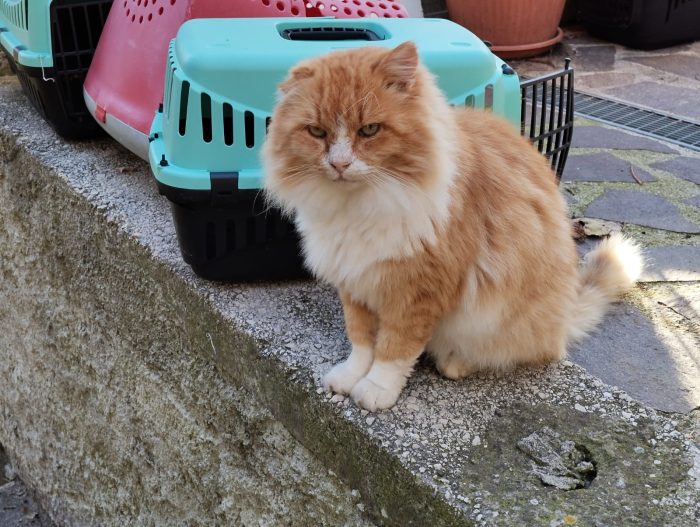 MICIO.DI 7 ANNI R/B CERCA CASA!
