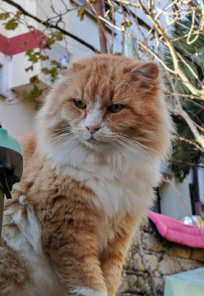 MICIO.DI 7 ANNI R/B CERCA CASA! - media 5