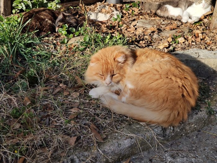 MICIO.DI 7 ANNI R/B CERCA CASA! - media 4