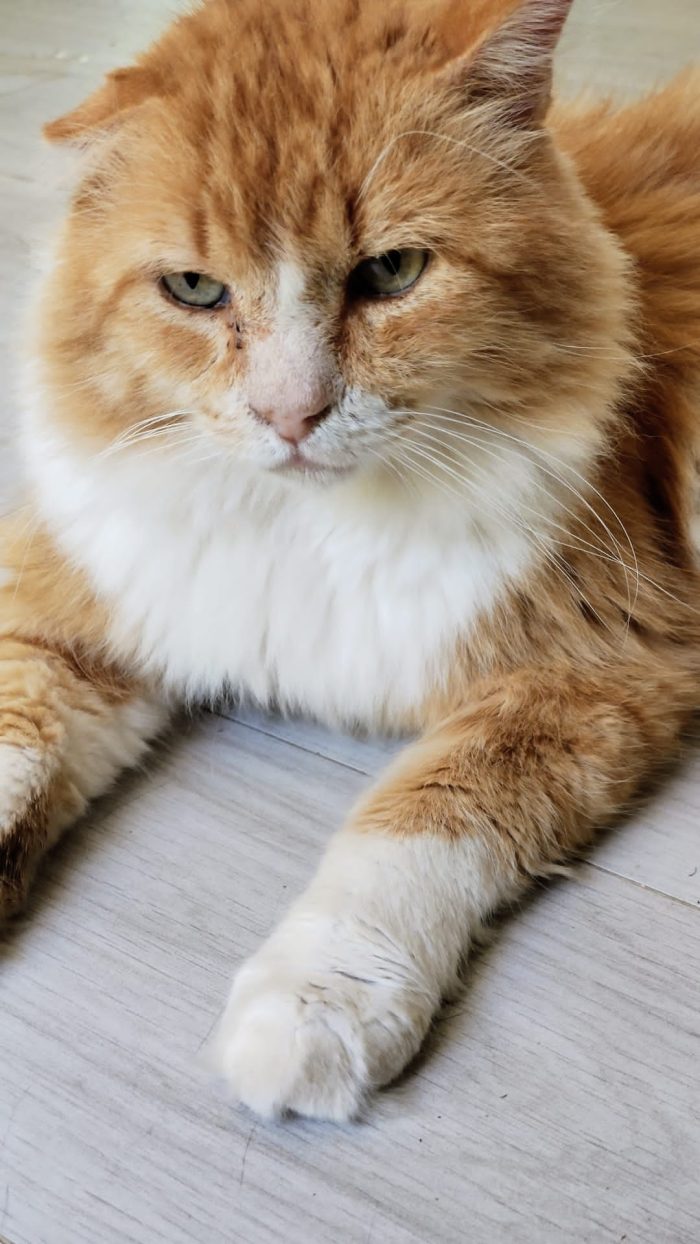MICIO.DI 7 ANNI R/B CERCA CASA! - media 6