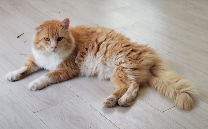 MICIO.DI 7 ANNI R/B CERCA CASA!