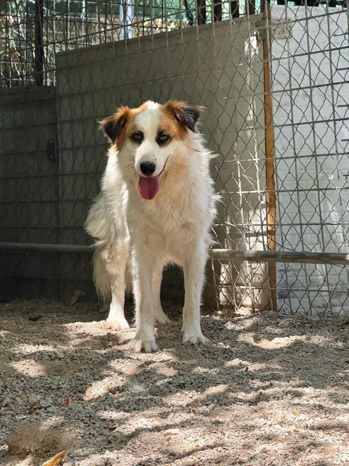 Sofia tenera cagnolina timida cerca casa