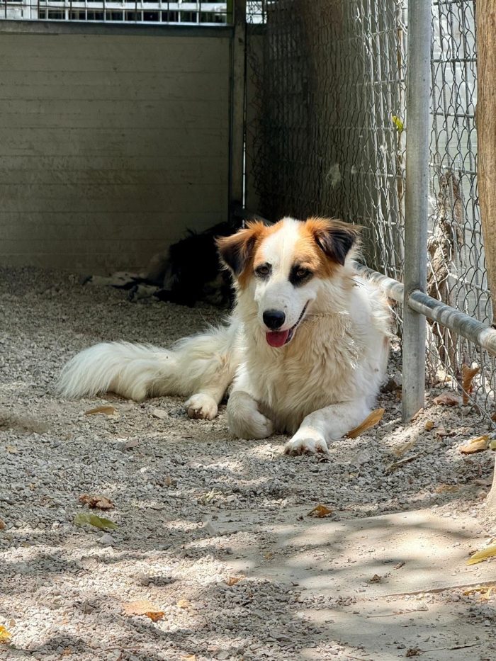 Sofia tenera cagnolina timida cerca casa