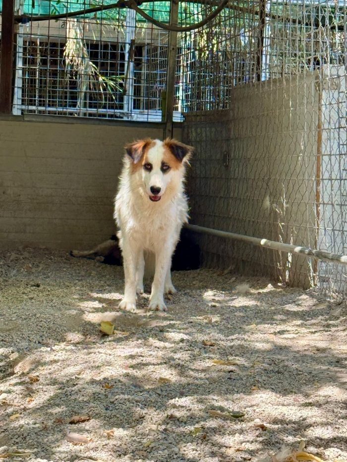Sofia tenera cagnolina timida cerca casa - media 7