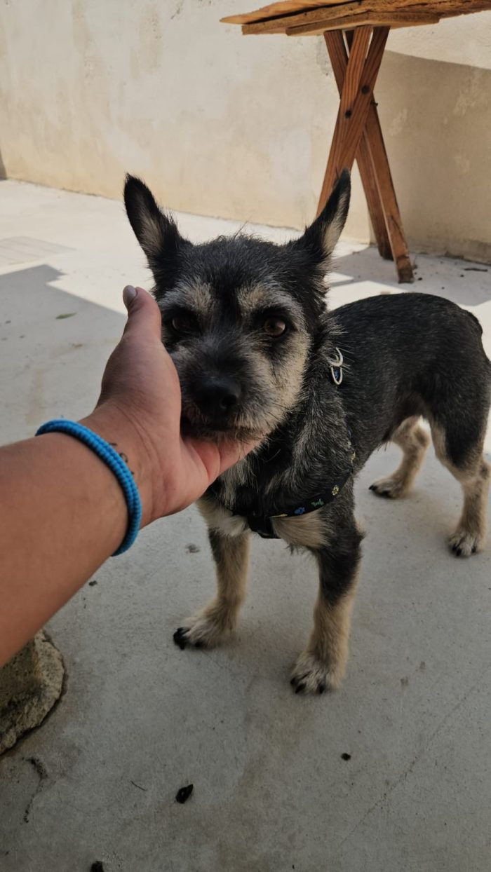 Bueno splendido piccolo cagnolino cerca casa