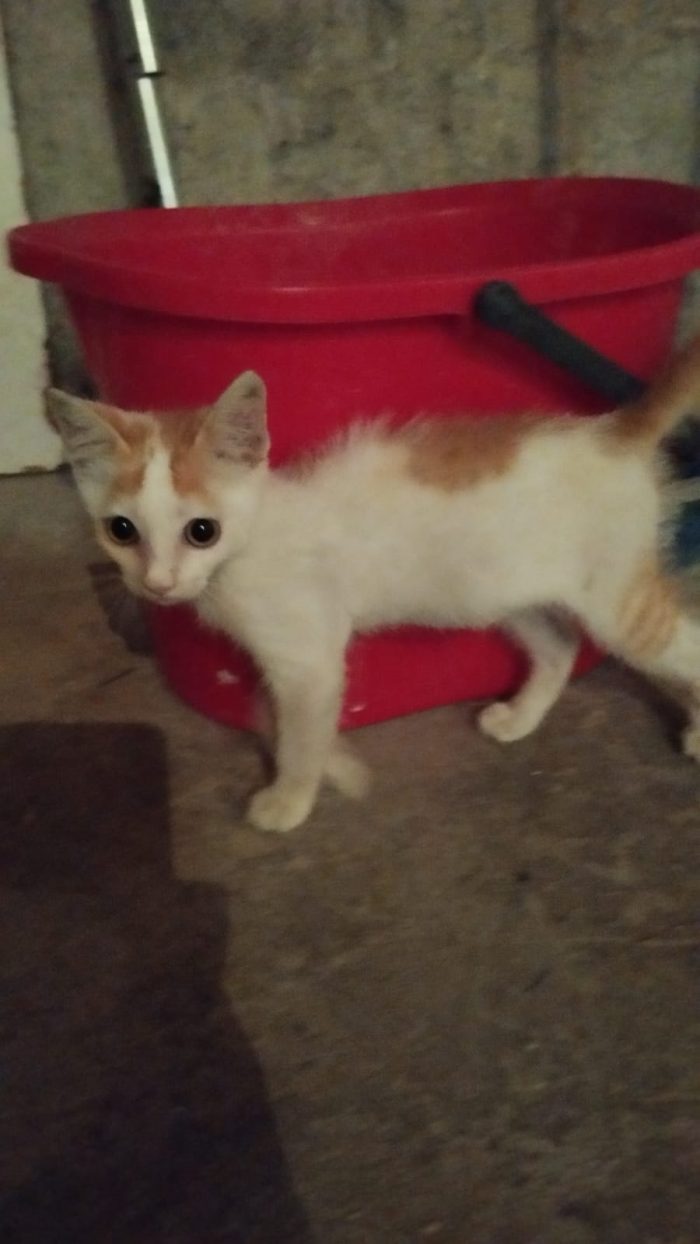 Gattino trovatello
