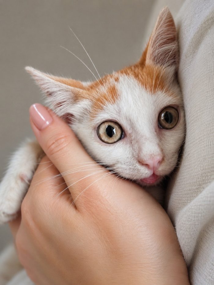Gattino trovatello