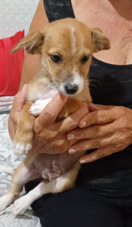 2cucciole 2mesi e 1/2 tg piccola ( mamma yorkina) SOS SUD - media 5