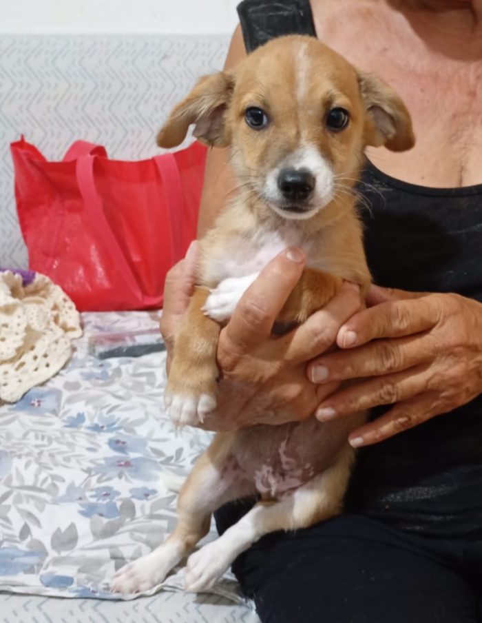 2cucciole 2mesi e 1/2 tg piccola ( mamma yorkina) SOS SUD - media 4