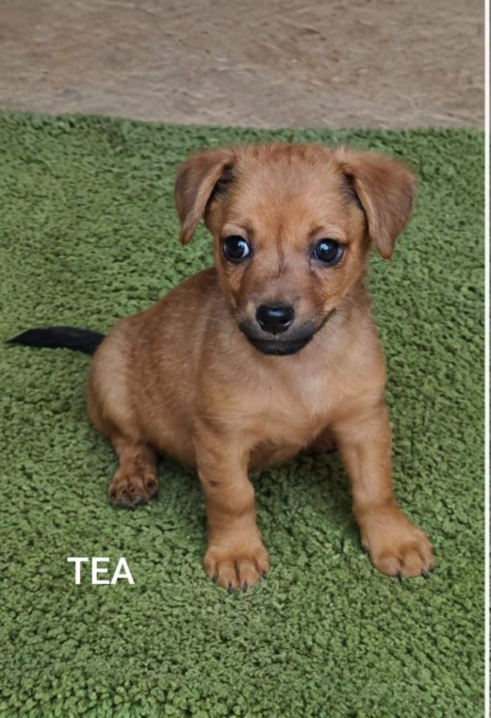 2cucciole 2mesi e 1/2 tg piccola ( mamma yorkina) SOS SUD