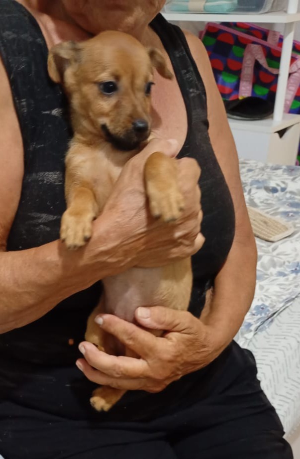 2cucciole 2mesi e 1/2 tg piccola ( mamma yorkina) SOS SUD