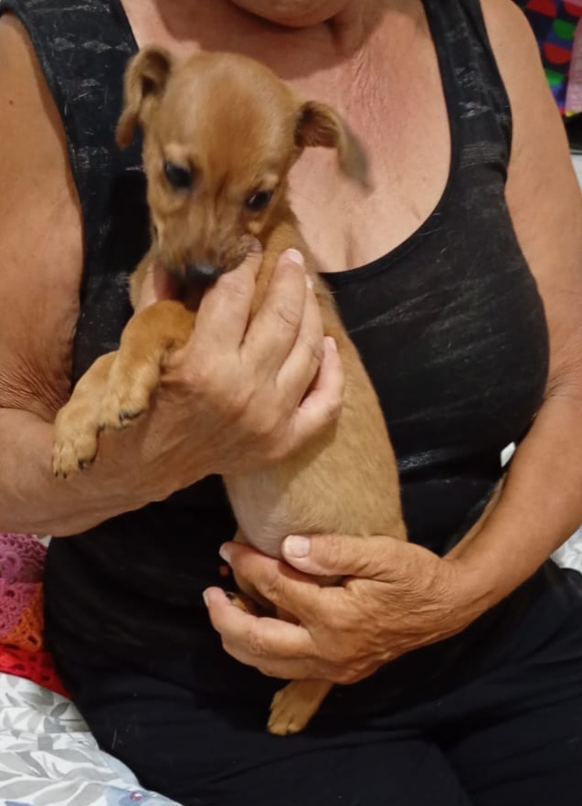 2cucciole 2mesi e 1/2 tg piccola ( mamma yorkina) SOS SUD