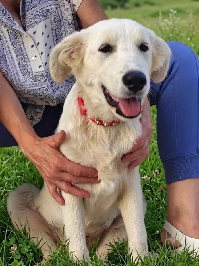 HELP Cucciolo di 5 mesi