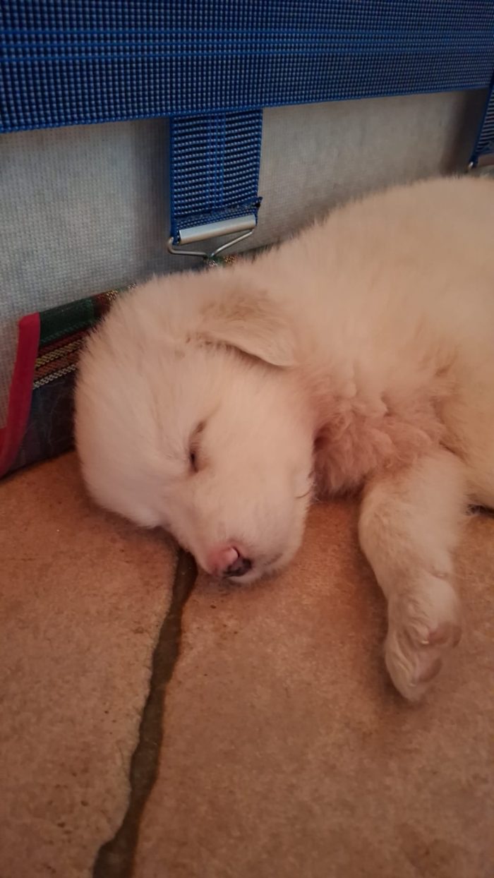 cuccioli in adozione