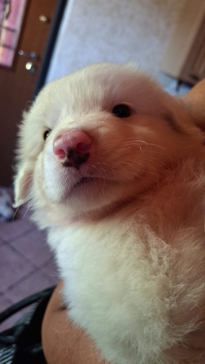 cuccioli in adozione