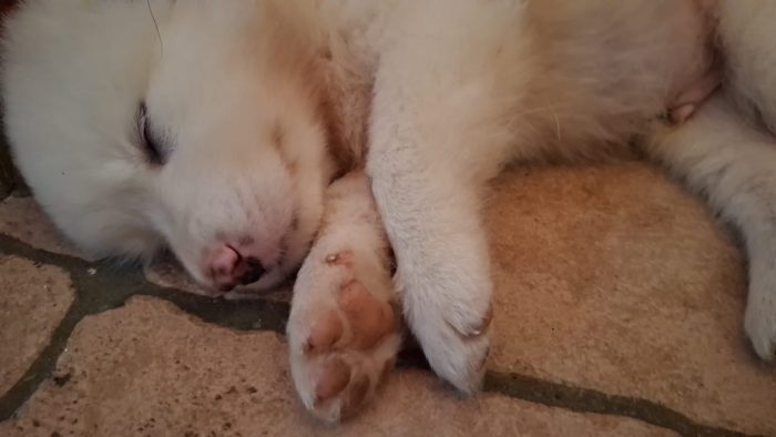 cuccioli in adozione