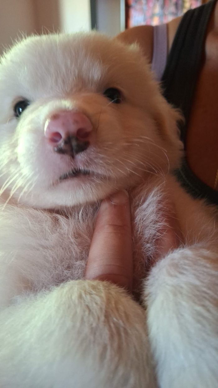 cuccioli in adozione - media 4