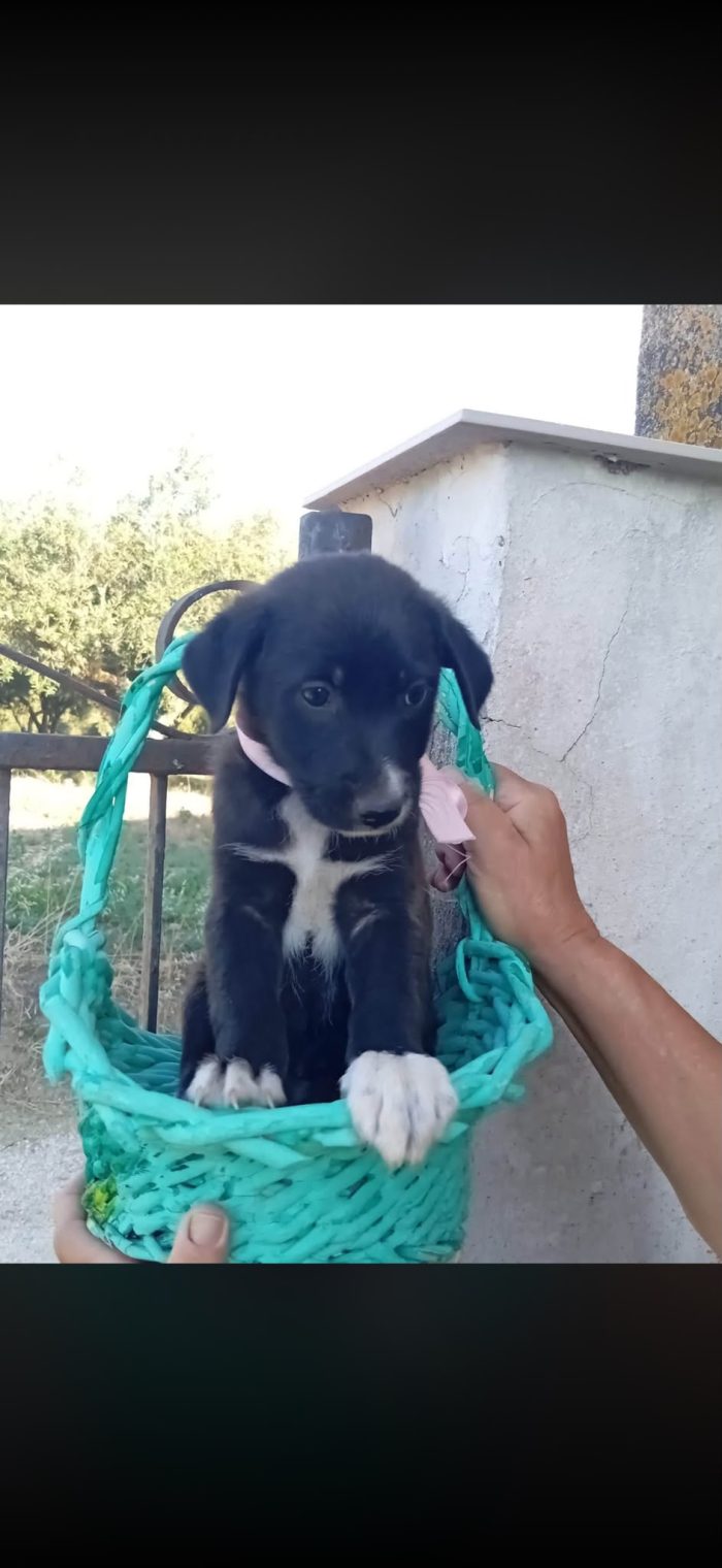 Leila cucciola 3 mesi