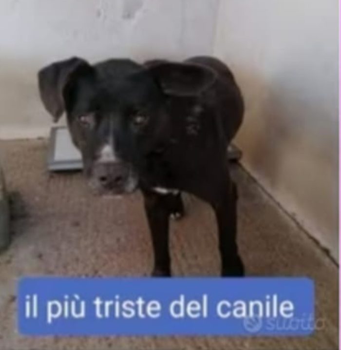Mix molossino 4/5anni, il più triste del canile,in box h24 da sempre in 1pessimo canile SUD
