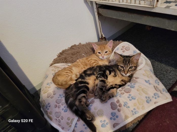 Eros e Isotta meravigliosi cuccioli