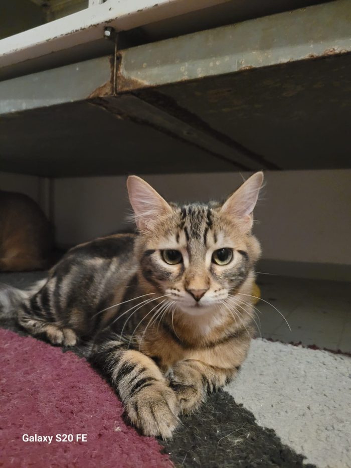 Eros e Isotta meravigliosi cuccioli