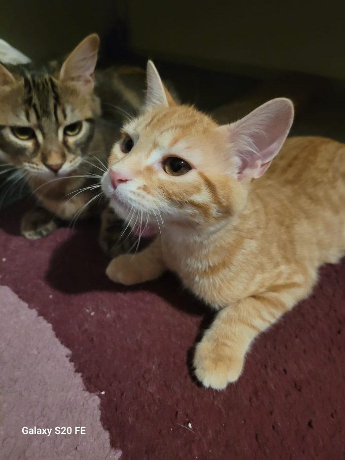 Eros e Isotta meravigliosi cuccioli