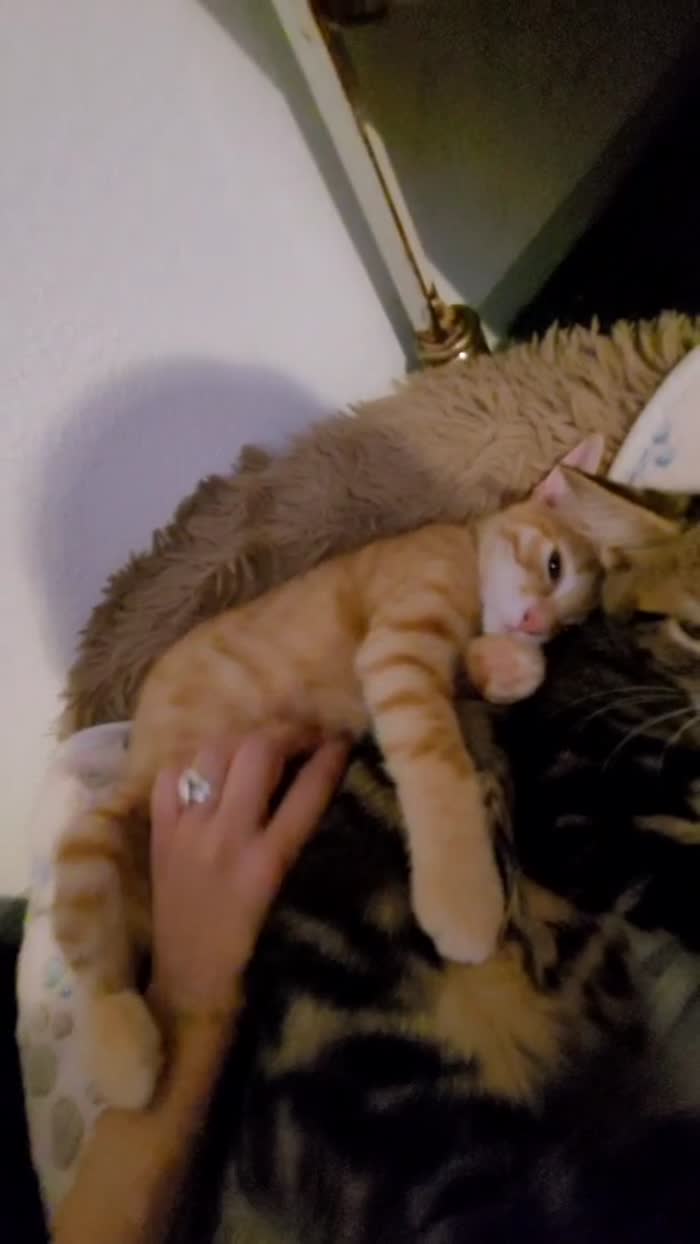 Eros e Isotta meravigliosi cuccioli - media 6