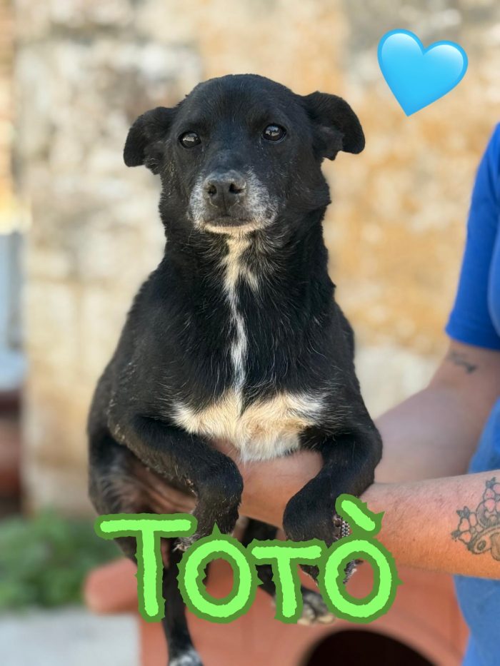 Totò cagnolino di 7 kg