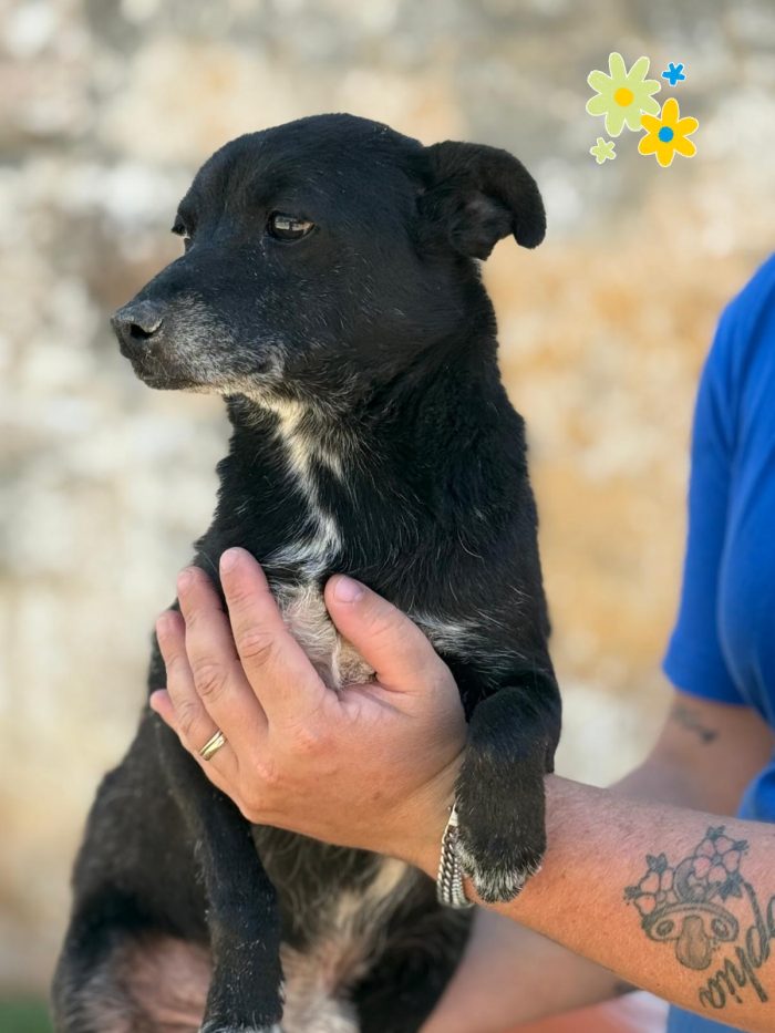 Totò cagnolino di 7 kg