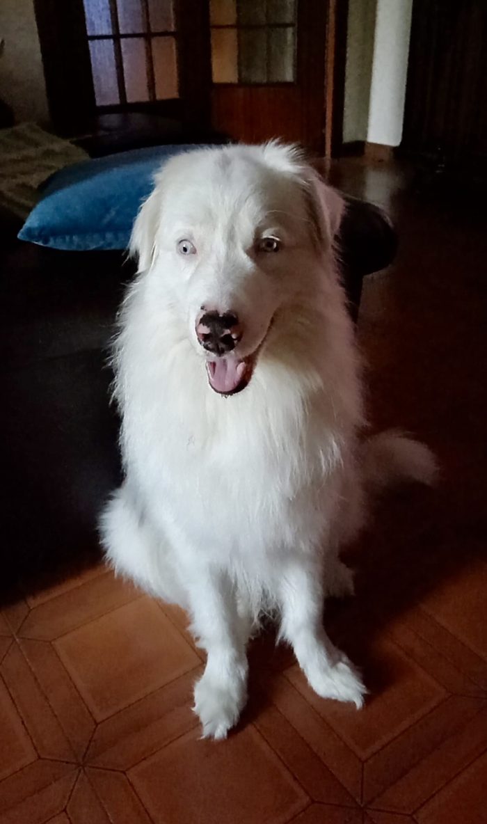Jack favoloso mix border collie albino
