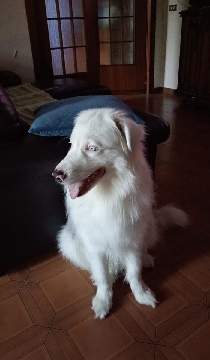 Jack favoloso mix border collie albino