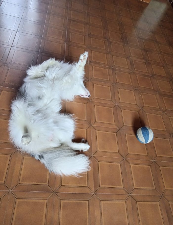 Jack favoloso mix border collie albino