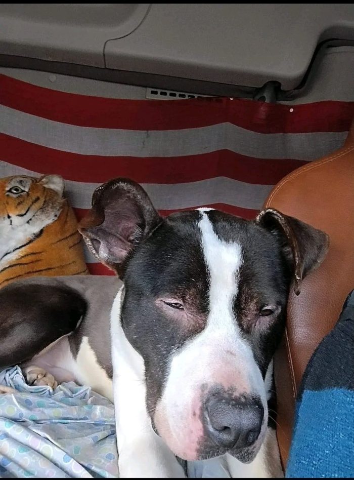 Amstaff 3anni ok gatti RINUNCIA DI PROPRIETÀ! NOVARA