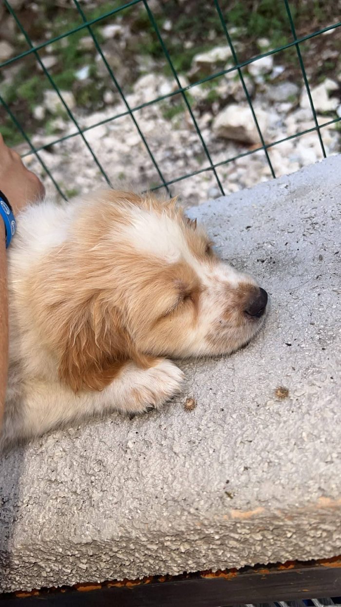 2 mesi e mezzo 1 maschio e 2 femmine - media 5