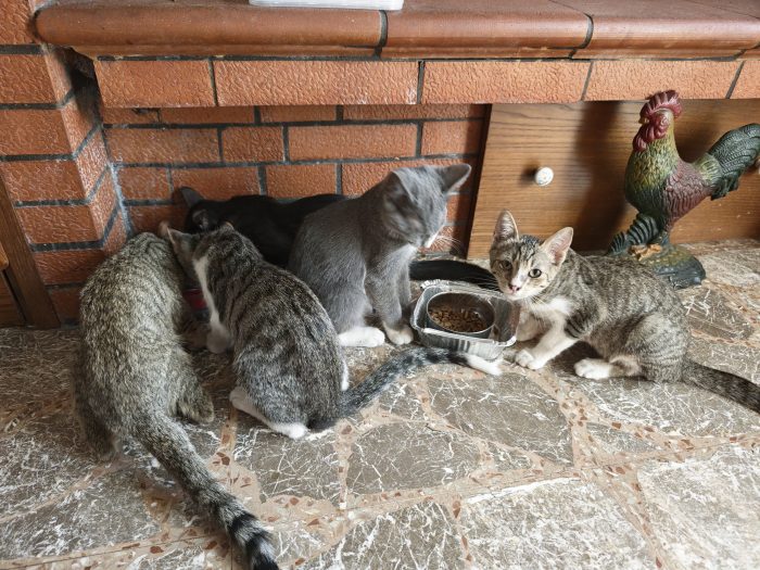 5 piccoli cuccioli cercano casa
