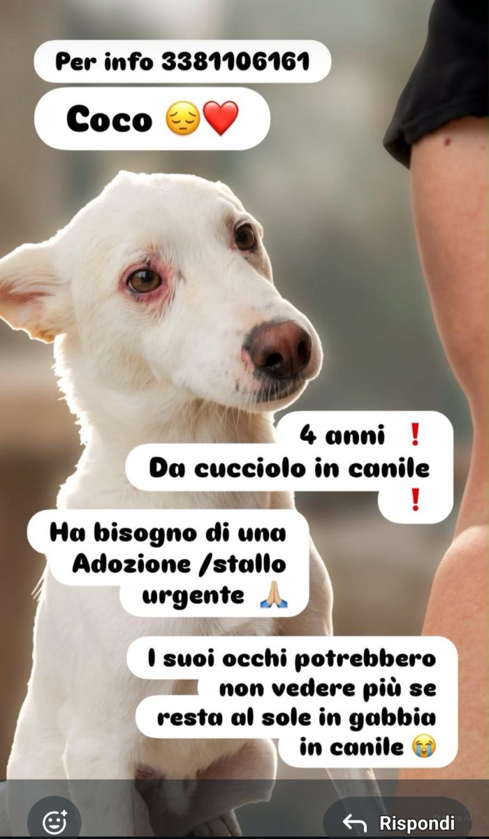 4anni tg media contenuta entrato cucciolo..nessuno lo ha scelto. BARI