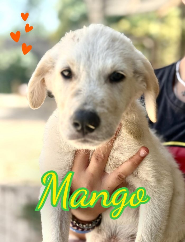 Mango cucciolo taglia media