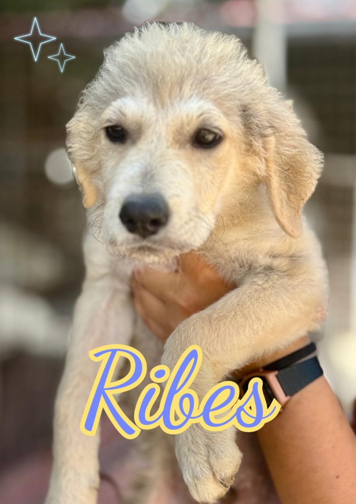Ribes cucciolo 4 mesi