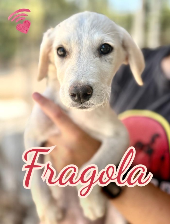 Fragola cucciola 4 mesi