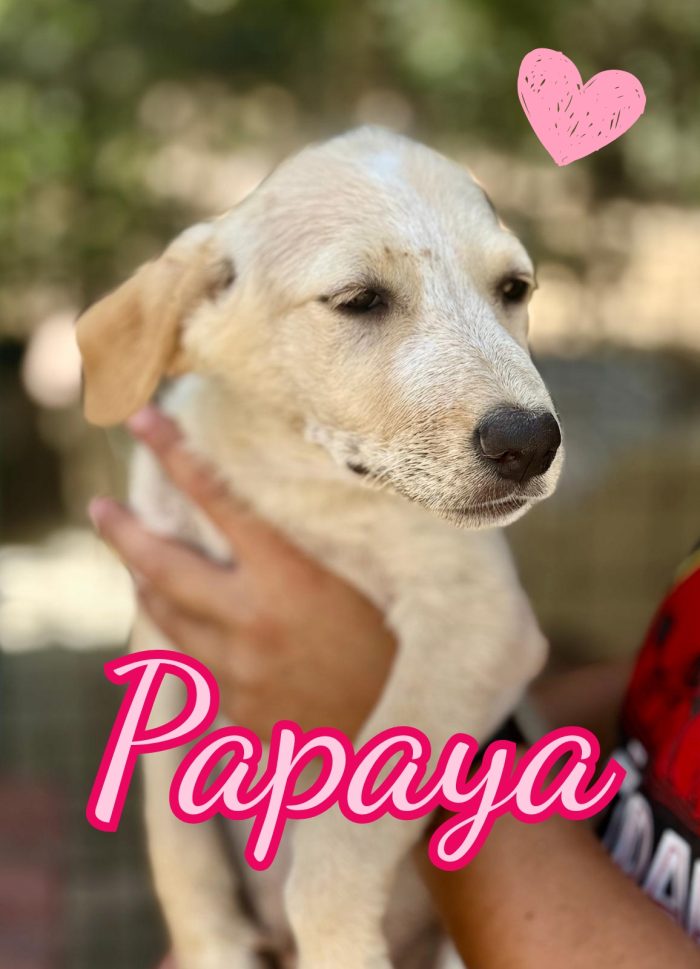 Papaya cucciola 4 mesi
