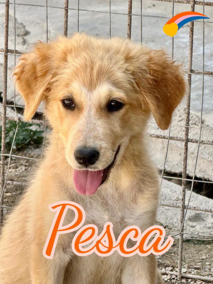 Pesca cucciola 4 mesi