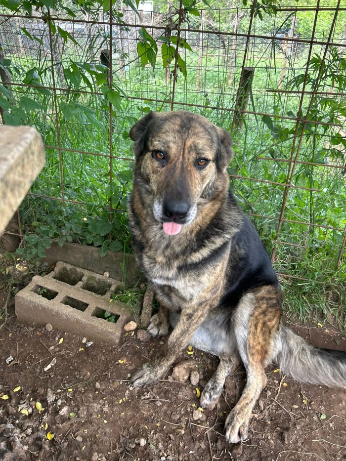 Sofia splendida cagnolona taglia grande - media 7