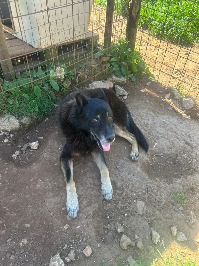 Lupo splendido cagnolone cerca adozione