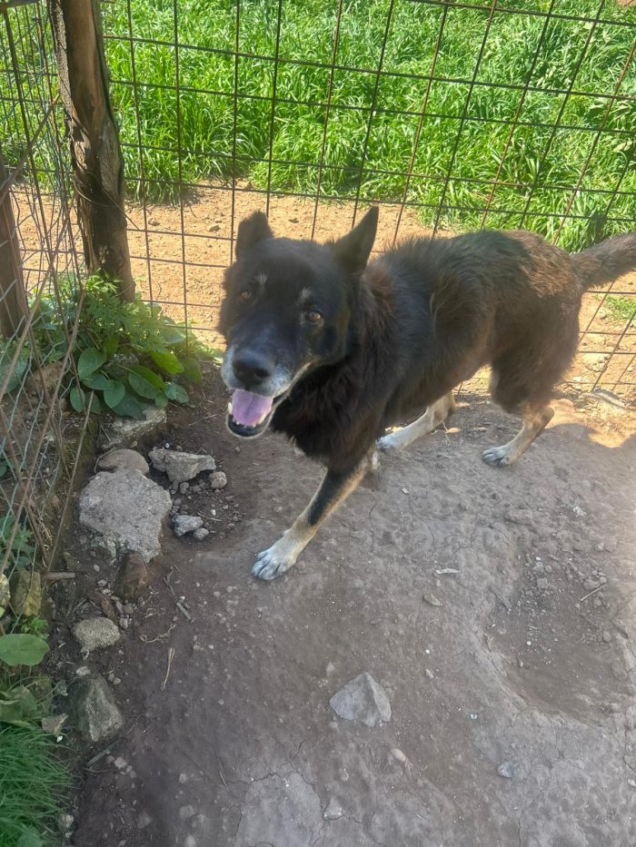 Lupo splendido cagnolone cerca adozione - media 4